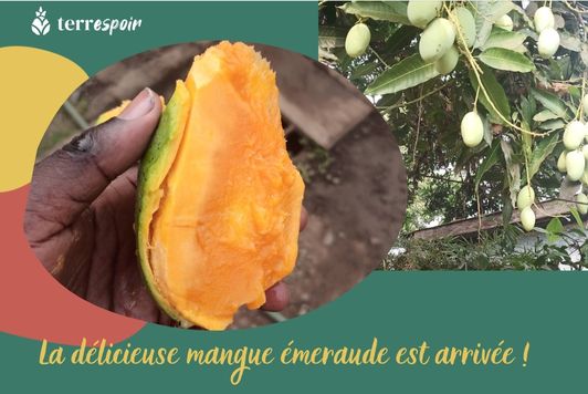 Mangue émeraude